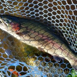 １０匹／ｈ超　～フィッシングパーク高島の泉～